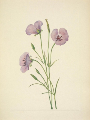 Picture of NORTH AMERICAN WILD FLOWERS 1925 - LILAC MARIPOSA