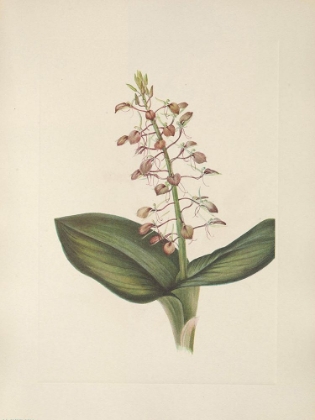 Picture of NORTH AMERICAN WILD FLOWERS 1925 - LILY TWAYBLADE