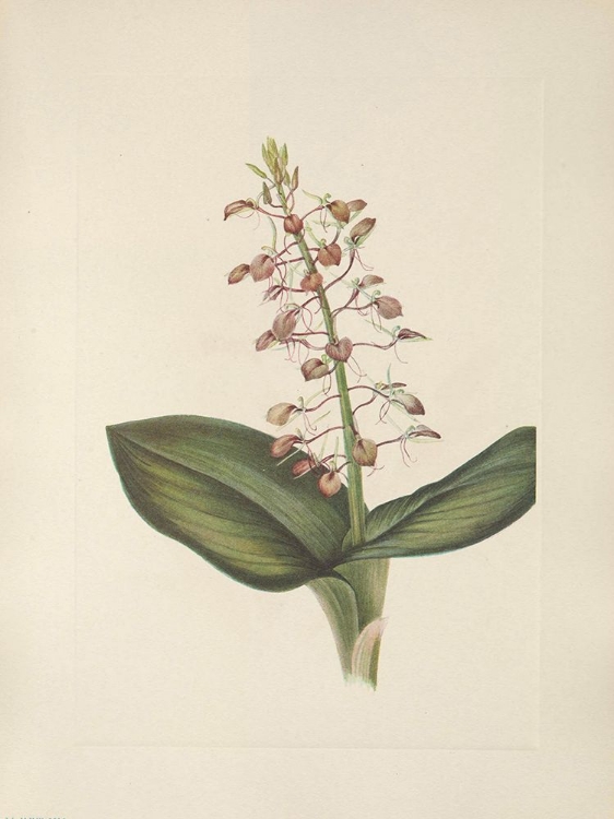 Picture of NORTH AMERICAN WILD FLOWERS 1925 - LILY TWAYBLADE