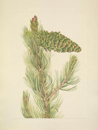 Picture of NORTH AMERICAN WILD FLOWERS 1925 - LIMBER PINE