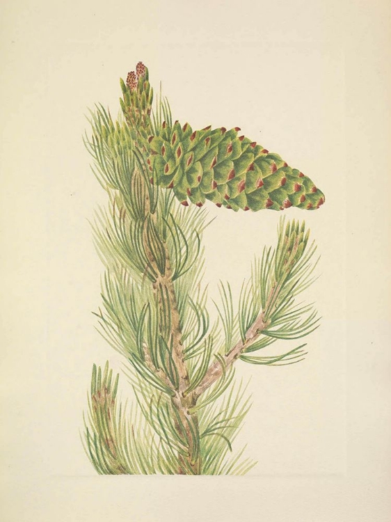 Picture of NORTH AMERICAN WILD FLOWERS 1925 - LIMBER PINE