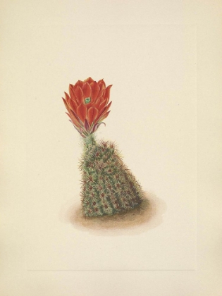 Picture of NORTH AMERICAN WILD FLOWERS 1925 - LLOYDS STRAWBERRY-CACTUS