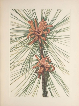 Picture of NORTH AMERICAN WILD FLOWERS 1925 - LOBLOLLY PINE