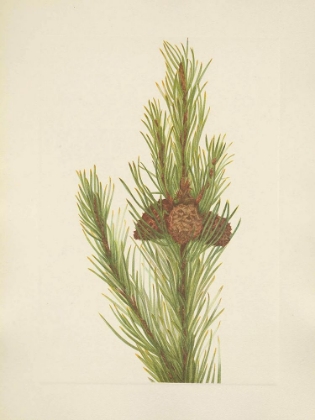 Picture of NORTH AMERICAN WILD FLOWERS 1925 - LODGEPOLE PINE