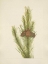 Picture of NORTH AMERICAN WILD FLOWERS 1925 - LODGEPOLE PINE