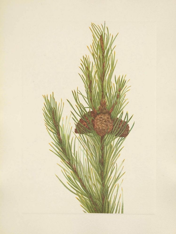 Picture of NORTH AMERICAN WILD FLOWERS 1925 - LODGEPOLE PINE