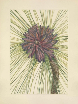 Picture of NORTH AMERICAN WILD FLOWERS 1925 - LONGLEAF PINE