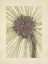 Picture of NORTH AMERICAN WILD FLOWERS 1925 - LONGLEAF PINE