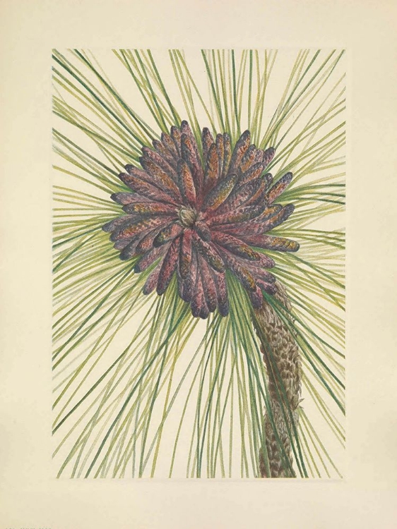 Picture of NORTH AMERICAN WILD FLOWERS 1925 - LONGLEAF PINE