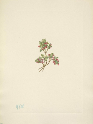 Picture of NORTH AMERICAN WILD FLOWERS 1925 - LOW WHORTLEBERRY
