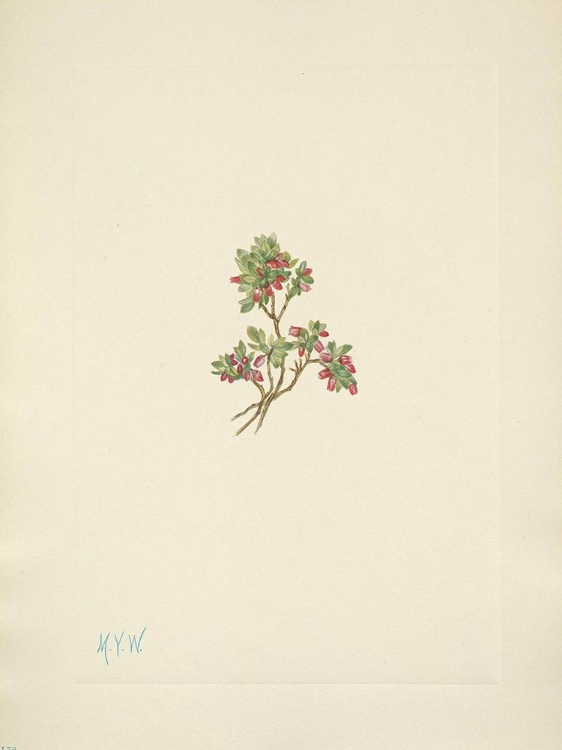 Picture of NORTH AMERICAN WILD FLOWERS 1925 - LOW WHORTLEBERRY