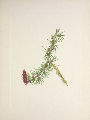 Picture of NORTH AMERICAN WILD FLOWERS 1925 - LYALL LARCH