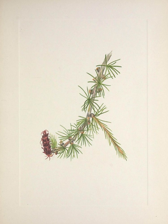 Picture of NORTH AMERICAN WILD FLOWERS 1925 - LYALL LARCH