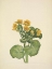 Picture of NORTH AMERICAN WILD FLOWERS 1925 - MARSHMARIGOLD