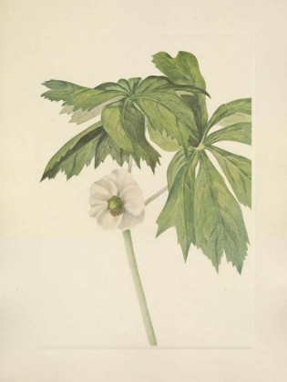 Picture of NORTH AMERICAN WILD FLOWERS 1925 - MAYAPPLE