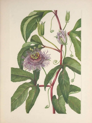 Picture of NORTH AMERICAN WILD FLOWERS 1925 - MAYPOP