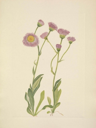 Picture of NORTH AMERICAN WILD FLOWERS 1925 - MEADOW FLEABANE