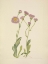 Picture of NORTH AMERICAN WILD FLOWERS 1925 - MEADOW FLEABANE