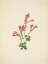 Picture of NORTH AMERICAN WILD FLOWERS 1925 - MENZIES PENTSTEMON
