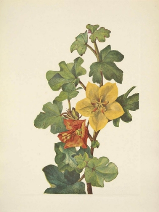 Picture of NORTH AMERICAN WILD FLOWERS 1925 - MEXICAN FREMONTIA