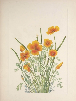 Picture of NORTH AMERICAN WILD FLOWERS 1925 - MEXICAN POPPY