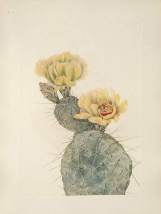 Picture of NORTH AMERICAN WILD FLOWERS 1925 - MISSOURI PRICKLY PEAR