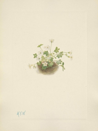 Picture of NORTH AMERICAN WILD FLOWERS 1925 - MISTMAIDEN