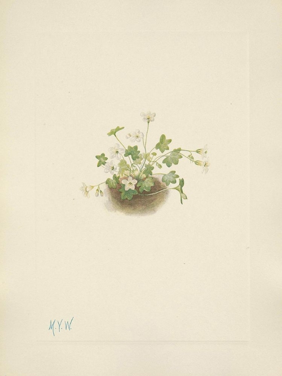Picture of NORTH AMERICAN WILD FLOWERS 1925 - MISTMAIDEN