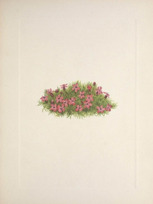 Picture of NORTH AMERICAN WILD FLOWERS 1925 - MOSS CAMPION