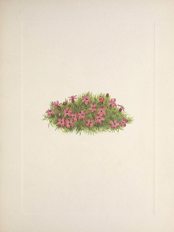 Picture of NORTH AMERICAN WILD FLOWERS 1925 - MOSS CAMPION