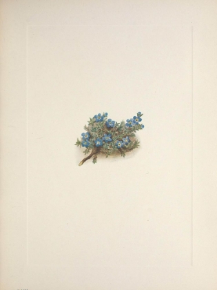 Picture of NORTH AMERICAN WILD FLOWERS 1925 - MOSS FORGET-ME-NOT