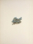 Picture of NORTH AMERICAN WILD FLOWERS 1925 - MOSS FORGET-ME-NOT