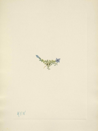 Picture of NORTH AMERICAN WILD FLOWERS 1925 - MOSS GENTIAN