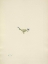 Picture of NORTH AMERICAN WILD FLOWERS 1925 - MOSS GENTIAN