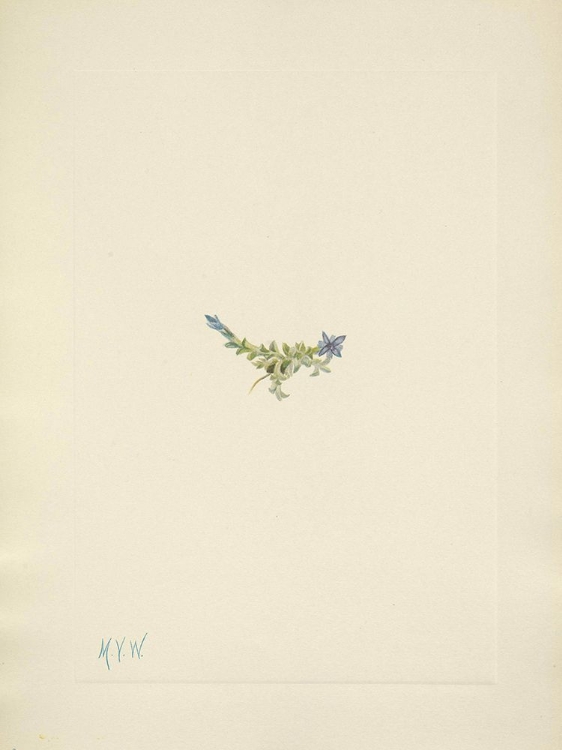 Picture of NORTH AMERICAN WILD FLOWERS 1925 - MOSS GENTIAN