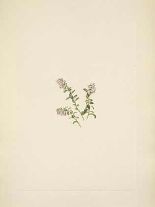 Picture of NORTH AMERICAN WILD FLOWERS 1925 - MOUNTAIN CRANBERRY FLOWER