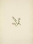 Picture of NORTH AMERICAN WILD FLOWERS 1925 - MOUNTAIN CRANBERRY FLOWER