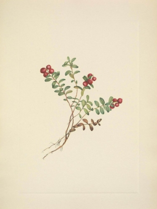 Picture of NORTH AMERICAN WILD FLOWERS 1925 - MOUNTAIN CRANBERRY FRUIT