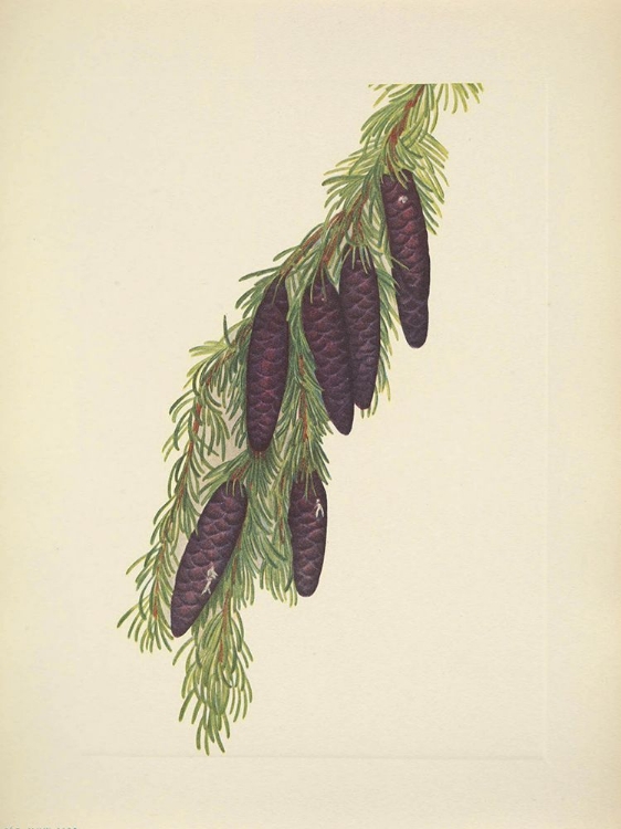Picture of NORTH AMERICAN WILD FLOWERS 1925 - MOUNTAIN HEMLOCK