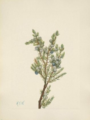 Picture of NORTH AMERICAN WILD FLOWERS 1925 - MOUNTAIN JUNIPER