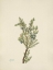 Picture of NORTH AMERICAN WILD FLOWERS 1925 - MOUNTAIN JUNIPER