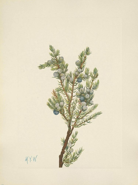 Picture of NORTH AMERICAN WILD FLOWERS 1925 - MOUNTAIN JUNIPER