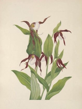 Picture of NORTH AMERICAN WILD FLOWERS 1925 - MOUNTAIN LADYS SLIPPER