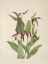 Picture of NORTH AMERICAN WILD FLOWERS 1925 - MOUNTAIN LADYS SLIPPER