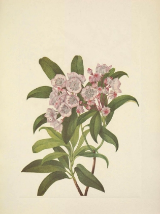 Picture of NORTH AMERICAN WILD FLOWERS 1925 - MOUNTAIN LAUREL