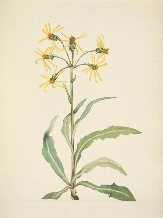 Picture of NORTH AMERICAN WILD FLOWERS 1925 - MOURNING GROUNDSEL