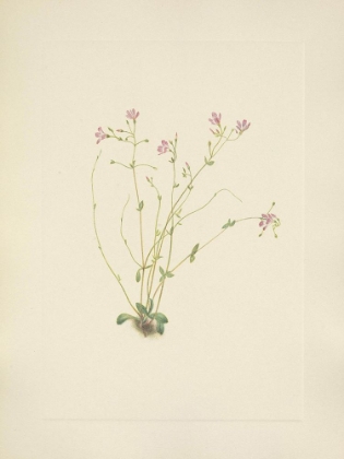 Picture of NORTH AMERICAN WILD FLOWERS 1925 - NAIAD SPRINGBEAUTY