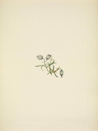 Picture of NORTH AMERICAN WILD FLOWERS 1925 - NODDING CAMPION