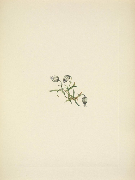 Picture of NORTH AMERICAN WILD FLOWERS 1925 - NODDING CAMPION