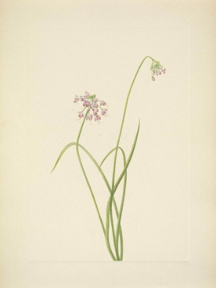 Picture of NORTH AMERICAN WILD FLOWERS 1925 - NODDING ONION